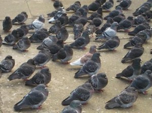 200801pigeons