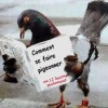 pigeon